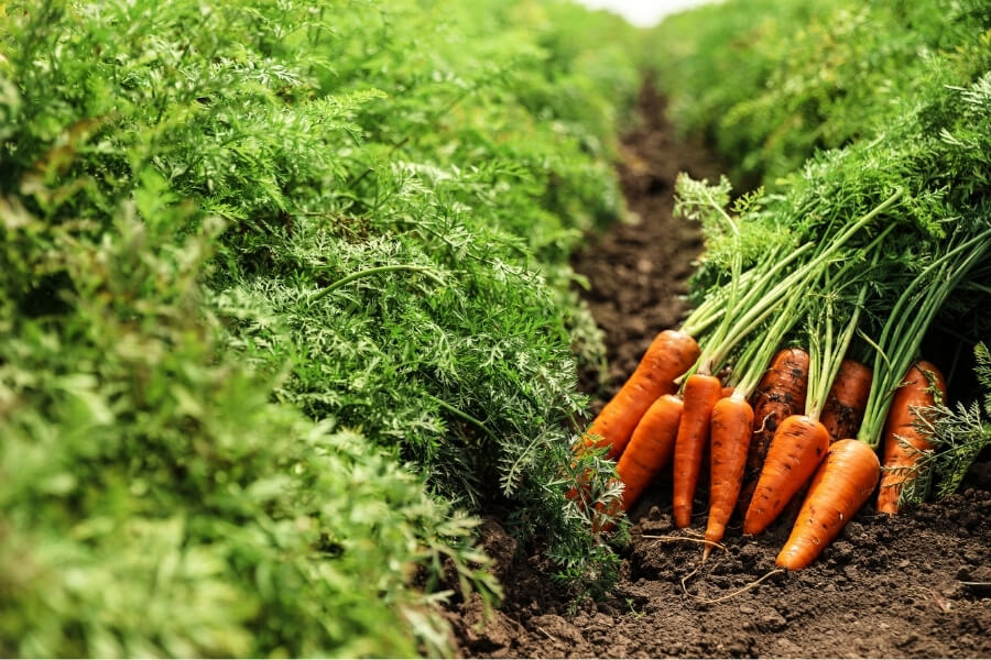 規格外にんじん