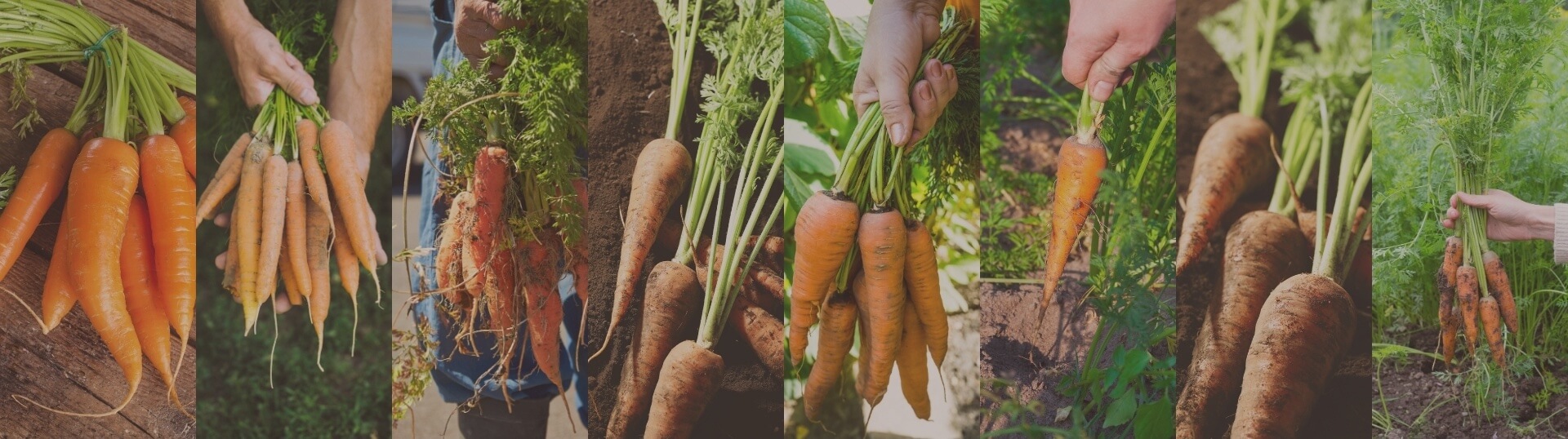 キャロットケーキ