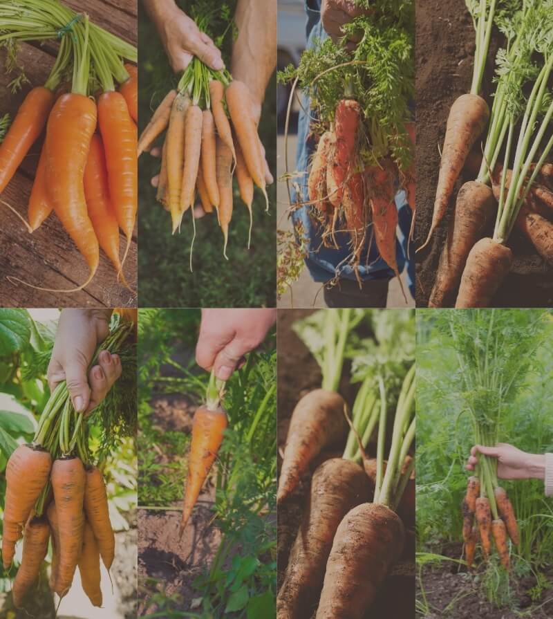 キャロットケーキ